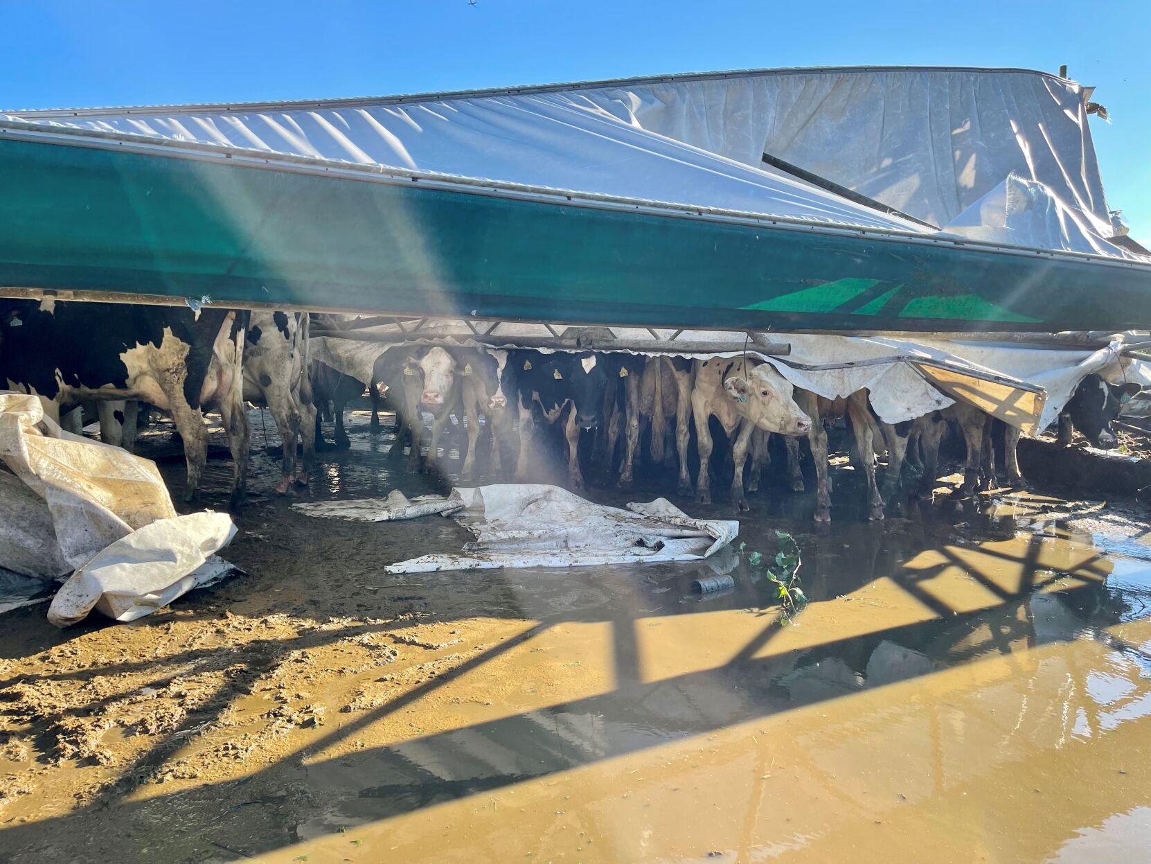 Wellacrest Cows